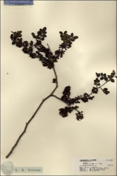URN_catalog_HBHinton_herbarium_21467.jpg.jpg