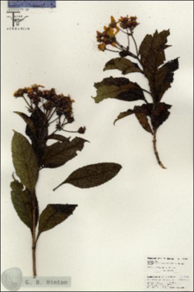 URN_catalog_HBHinton_herbarium_26357.jpg.jpg