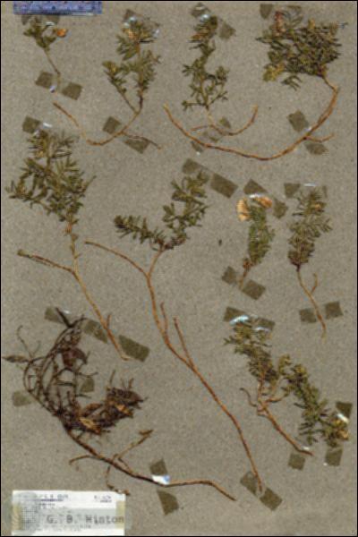 URN_catalog_HBHinton_herbarium_18804.jpg.jpg