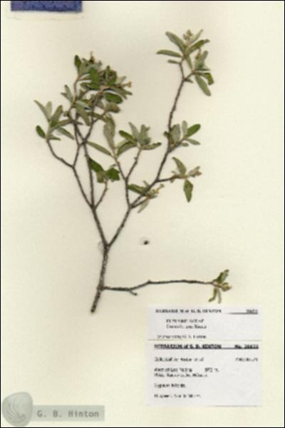 URN_catalog_HBHinton_herbarium_28622.jpg.jpg