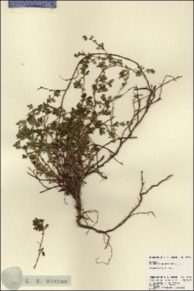 URN_catalog_HBHinton_herbarium_23156.jpg.jpg
