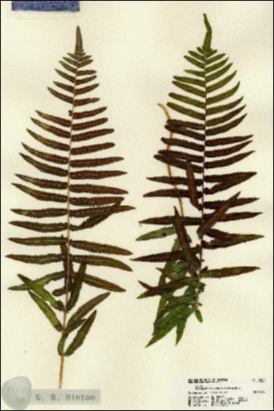 URN_catalog_HBHinton_herbarium_22237.jpg.jpg