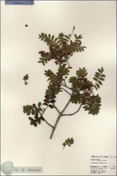 URN_catalog_HBHinton_herbarium_24547.jpg.jpg