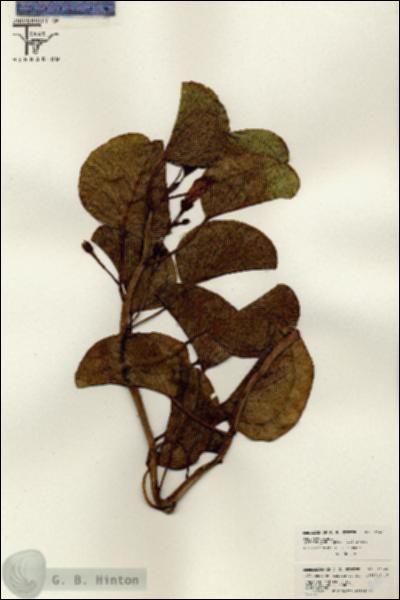 URN_catalog_HBHinton_herbarium_26468.jpg.jpg
