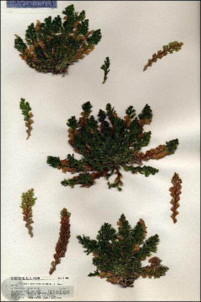 URN_catalog_HBHinton_herbarium_20823.jpg.jpg