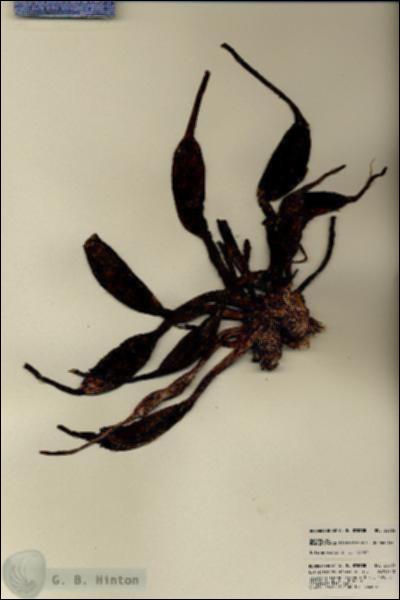 URN_catalog_HBHinton_herbarium_22603-1.jpg.jpg