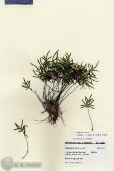 URN_catalog_HBHinton_herbarium_28587.jpg.jpg