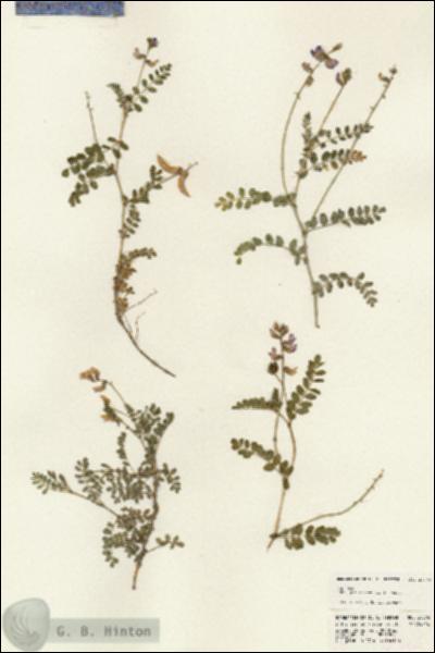 URN_catalog_HBHinton_herbarium_24374.jpg.jpg