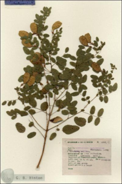 URN_catalog_HBHinton_herbarium_5397.jpg.jpg