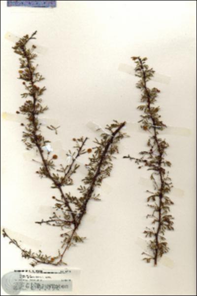 URN_catalog_HBHinton_herbarium_19471.jpg.jpg