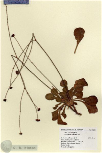 URN_catalog_HBHinton_herbarium_17316.jpg.jpg