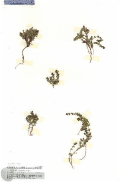 URN_catalog_HBHinton_herbarium_20237.jpg.jpg