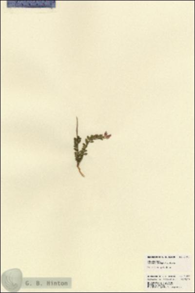 URN_catalog_HBHinton_herbarium_21862.jpg.jpg