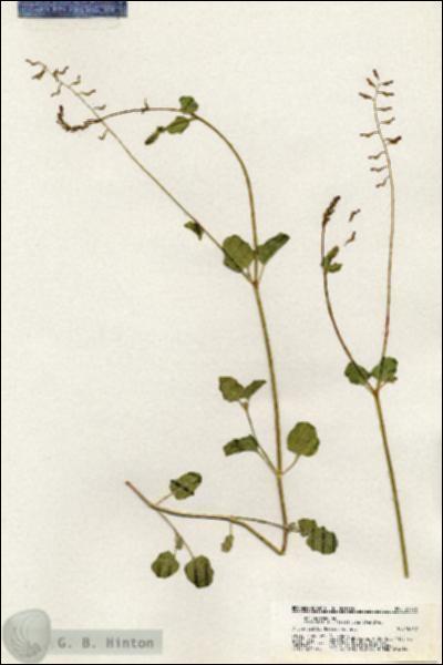 URN_catalog_HBHinton_herbarium_20775.jpg.jpg
