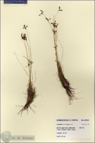 URN_catalog_HBHinton_herbarium_27913.jpg.jpg