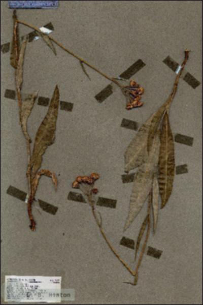 URN_catalog_HBHinton_herbarium_17297.jpg.jpg