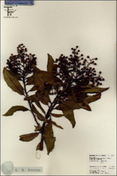 URN_catalog_HBHinton_herbarium_26098.jpg.jpg