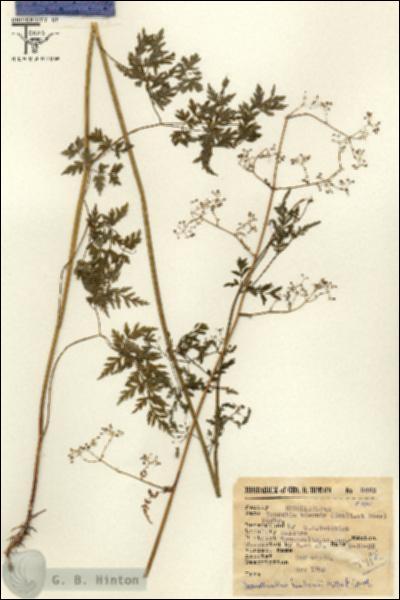 URN_catalog_HBHinton_herbarium_8463.jpg.jpg