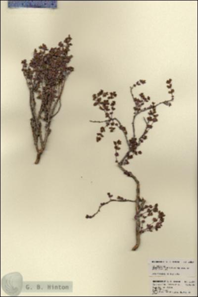 URN_catalog_HBHinton_herbarium_22869.jpg.jpg