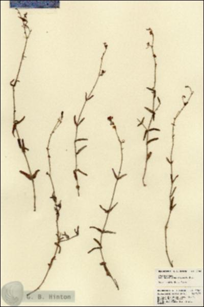 URN_catalog_HBHinton_herbarium_22040.jpg.jpg