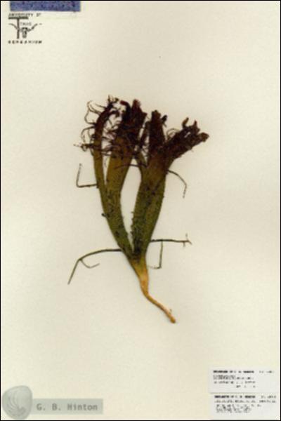 URN_catalog_HBHinton_herbarium_25885.jpg.jpg