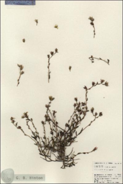 URN_catalog_HBHinton_herbarium_23860.jpg.jpg