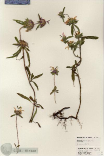URN_catalog_HBHinton_herbarium_24919.jpg.jpg