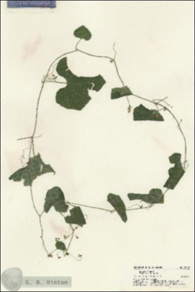 URN_catalog_HBHinton_herbarium_21212.jpg.jpg
