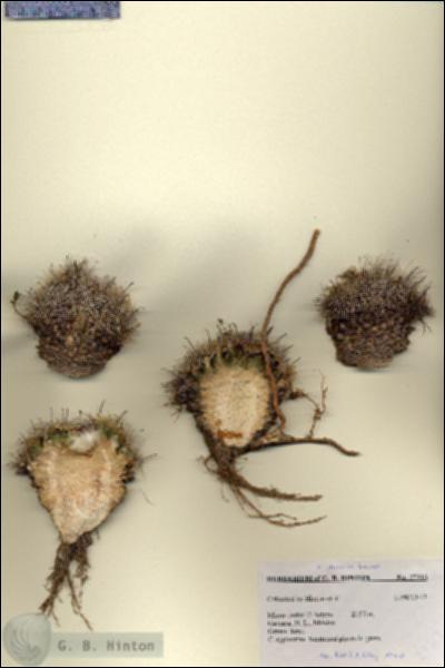 URN_catalog_HBHinton_herbarium_27313.jpg.jpg