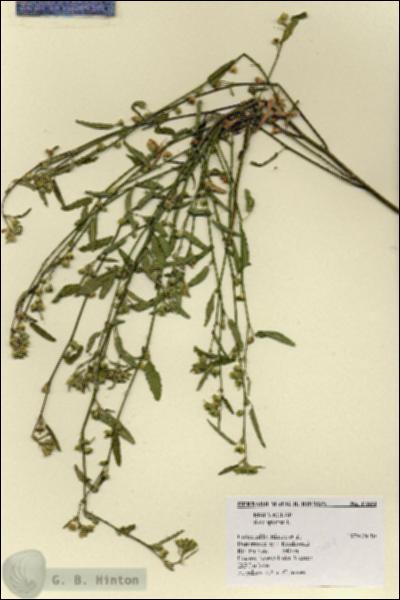 URN_catalog_HBHinton_herbarium_17684.jpg.jpg