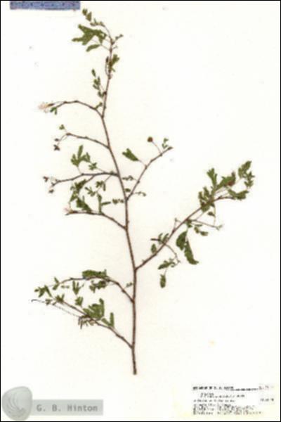 URN_catalog_HBHinton_herbarium_21024.jpg.jpg