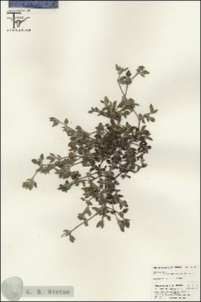 URN_catalog_HBHinton_herbarium_25509.jpg.jpg