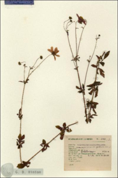 URN_catalog_HBHinton_herbarium_1700.jpg.jpg