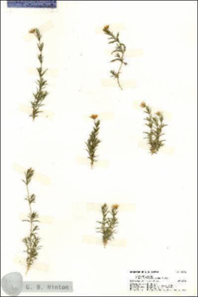 URN_catalog_HBHinton_herbarium_19713.jpg.jpg