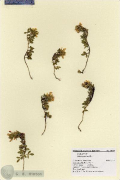 URN_catalog_HBHinton_herbarium_19079.jpg.jpg