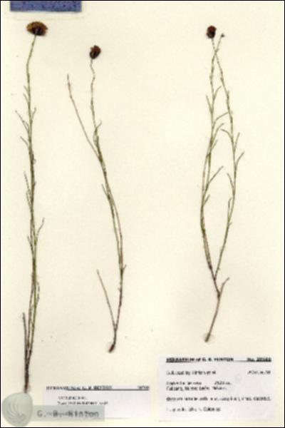 URN_catalog_HBHinton_herbarium_28580.jpg.jpg