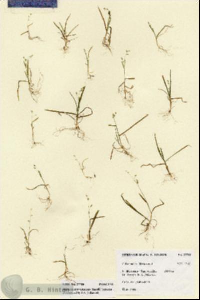 URN_catalog_HBHinton_herbarium_27711.jpg.jpg