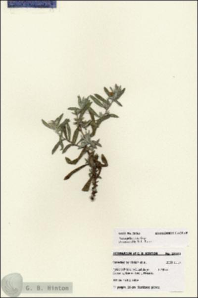 URN_catalog_HBHinton_herbarium_28183.jpg.jpg
