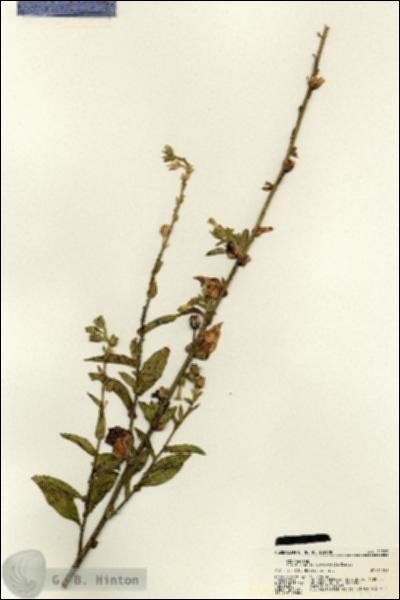 URN_catalog_HBHinton_herbarium_21723.jpg.jpg