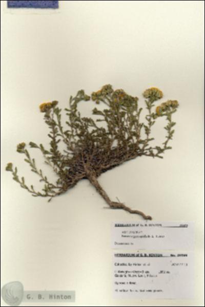 URN_catalog_HBHinton_herbarium_28599.jpg.jpg