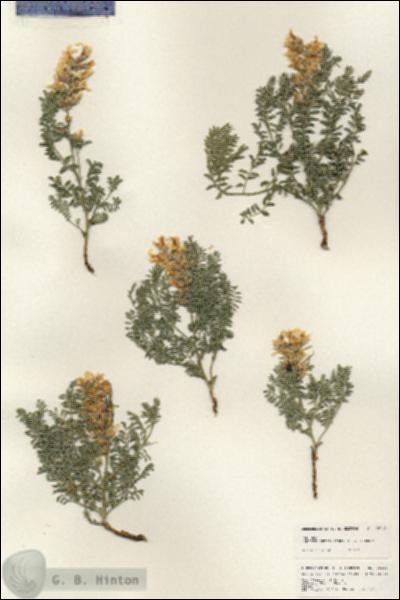 URN_catalog_HBHinton_herbarium_25310.jpg.jpg