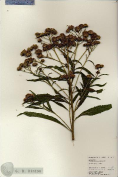 URN_catalog_HBHinton_herbarium_24997.jpg.jpg