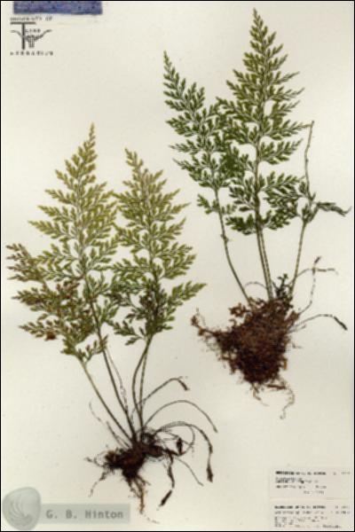 URN_catalog_HBHinton_herbarium_26371.jpg.jpg