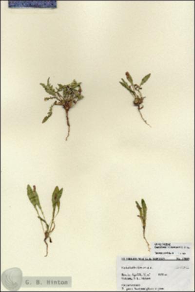 URN_catalog_HBHinton_herbarium_27039.jpg.jpg