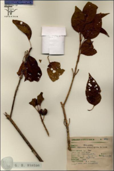 URN_catalog_HBHinton_herbarium_6960.jpg.jpg