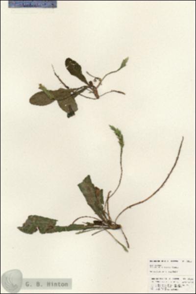 URN_catalog_HBHinton_herbarium_25243.jpg.jpg