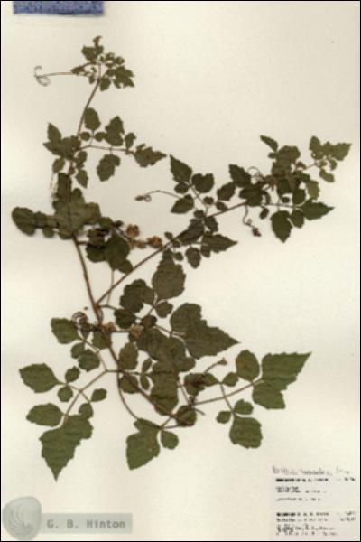 URN_catalog_HBHinton_herbarium_24204.jpg.jpg