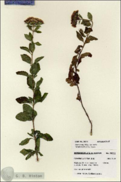 URN_catalog_HBHinton_herbarium_28211.jpg.jpg
