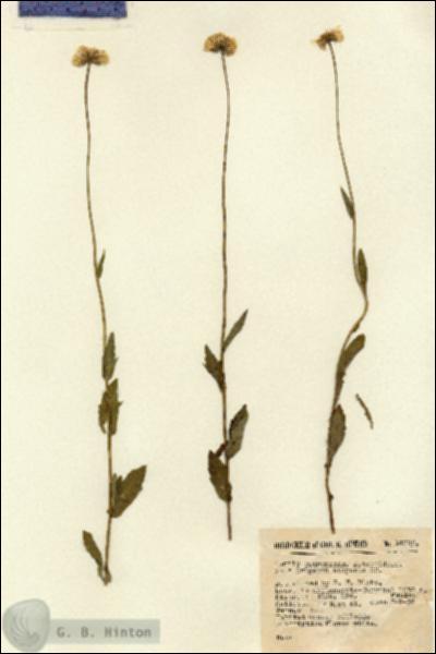 URN_catalog_HBHinton_herbarium_14385.jpg.jpg