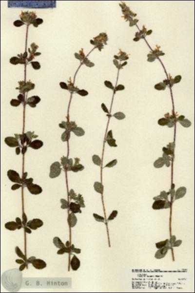 URN_catalog_HBHinton_herbarium_22159.jpg.jpg